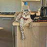 Snow participe au concours pour gagner de l'argent avec cette photo : cat, feline, pet, animal, portrait, blue_eyes, striped_fur, harness, leash, sitting, lounging, kitchen, countertop, indoors, appliance, water_container, coffee_maker, wood_cabinets, dangling_paws, wide_eyed