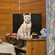 Snow participe au concours pour gagner de l'argent avec cette photo : cat, pet, animal, sitting, portrait, collar, orange_collar, indoors, wooden_wall, wooden_cabinet, television, stuffed_elephant, curtain, home, furniture, clutter, books, toys, white_fur, looking_at_camera
