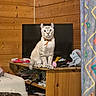 cat, pet, animal, sitting, portrait, collar, orange_collar, indoors, wooden_wall, wooden_cabinet, television, stuffed_elephant, curtain, home, furniture, clutter, books, toys, white_fur, looking_at_camera
