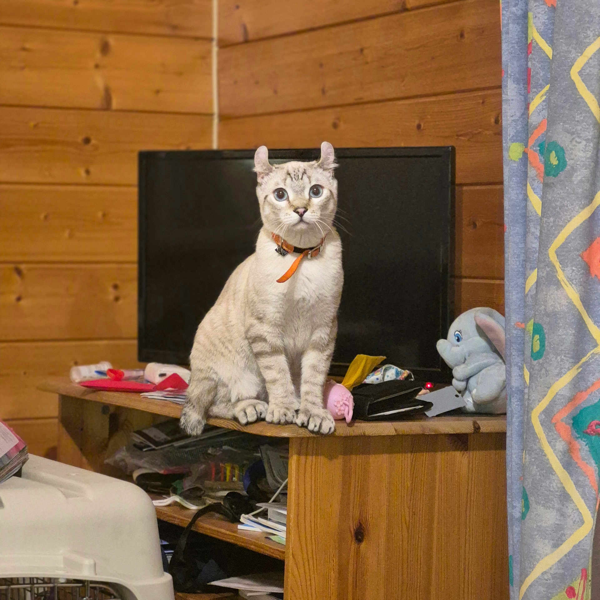 Snow participe au concours pour gagner de l'argent avec cette photo : cat, pet, animal, sitting, portrait, collar, orange_collar, indoors, wooden_wall, wooden_cabinet, television, stuffed_elephant, curtain, home, furniture, clutter, books, toys, white_fur, looking_at_camera