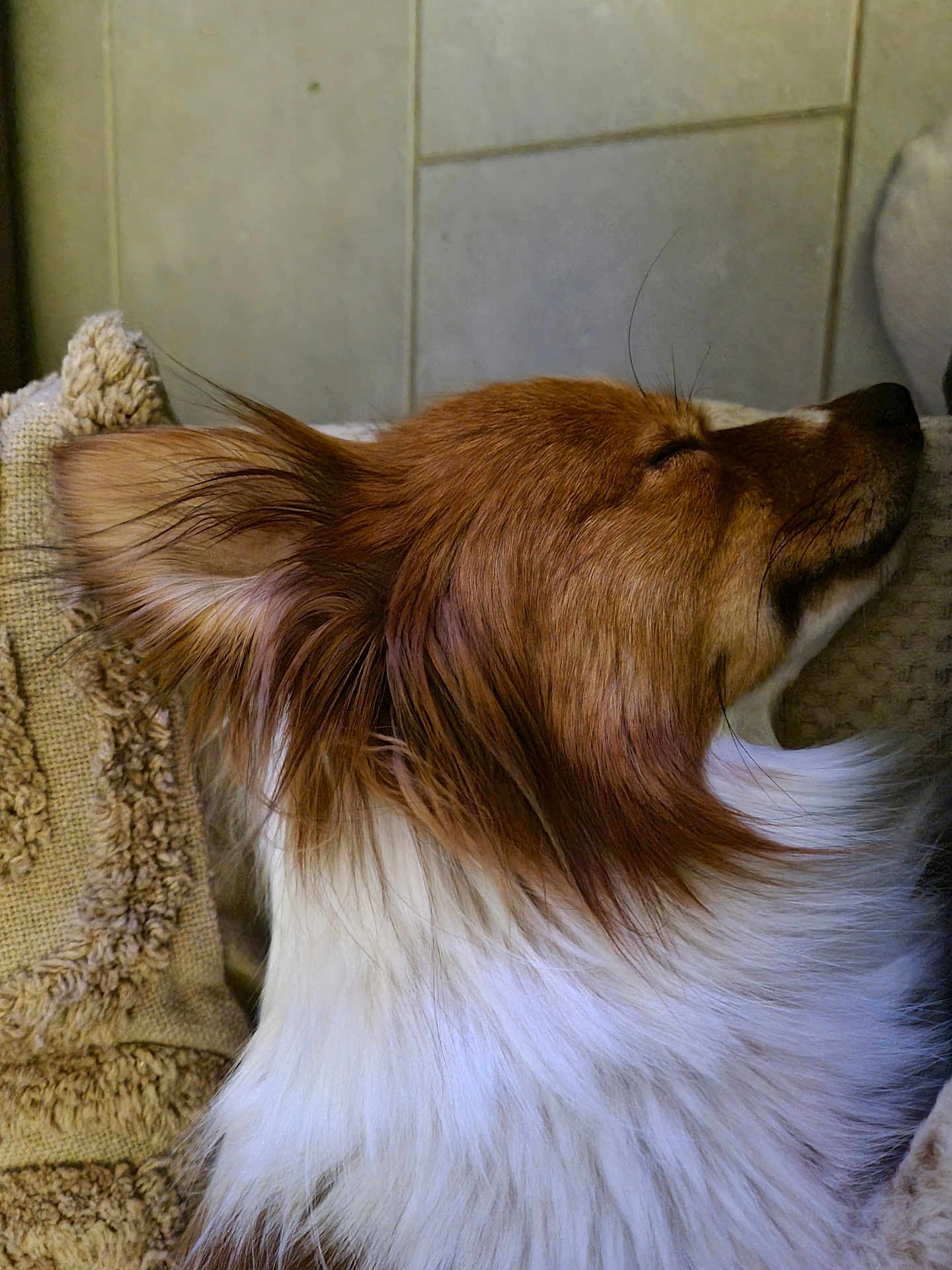 Toky participe au concours pour gagner de l'argent avec cette photo : dog, sleeping, fluffy, brown, white, fur, pet, animal, indoors, resting, pillow, cozy, closeup, canine, cute, relaxed, ears, snout, whiskers, tile_wall