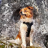 Toky participe au concours pour gagner de l'argent avec cette photo : dog, wet_fur, harness, rock, moss, outdoor, nature, stone_wall, animal, pet, portrait, sitting, brown_and_white, fur, canine, closeup, daylight, alert, looking_away, adventure