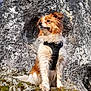 dog, wet_fur, harness, rock, moss, outdoor, nature, stone_wall, animal, pet, portrait, sitting, brown_and_white, fur, canine, closeup, daylight, alert, looking_away, adventure