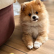 Bounty a rejoint le concours — aidez-le/la à gagner de superbes lots ! puppy, dog, fluffy, small_dog, pomeranian, sitting, toy, orange_toy, wooden_floor, indoor, home, sofa, adorable, cute, fur, brown_and_white, portrait, pet, looking_at_camera, playful