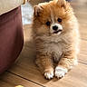 puppy, dog, fluffy, small_dog, pomeranian, sitting, toy, orange_toy, wooden_floor, indoor, home, sofa, adorable, cute, fur, brown_and_white, portrait, pet, looking_at_camera, playful