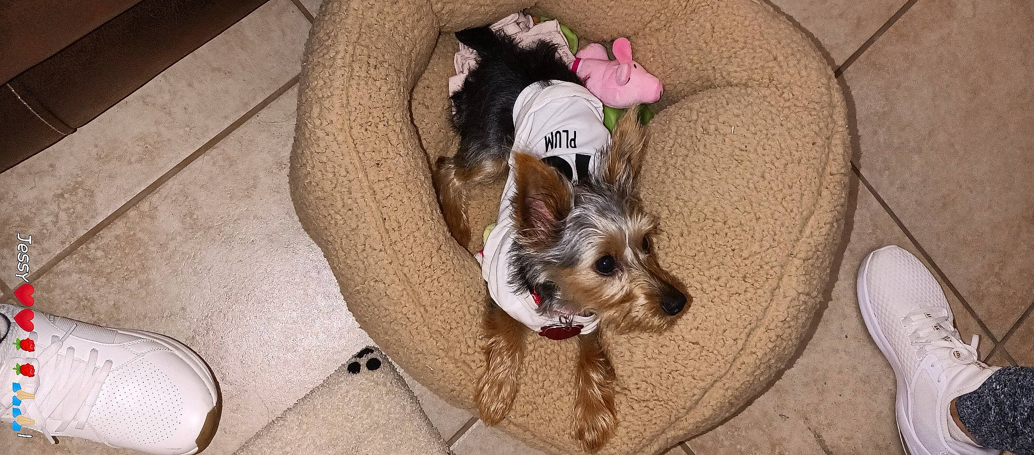 Bella is registered to the contest to win money with this photo: carnivore, comfort, companion_dog, dog, dog_breed, dog_clothes, dog_supply, fashion_accessory, fawn, felidae, flooring, fur, paw, pet_supply, small_terrier, snout, tail, terrier, toy_dog, working_animal