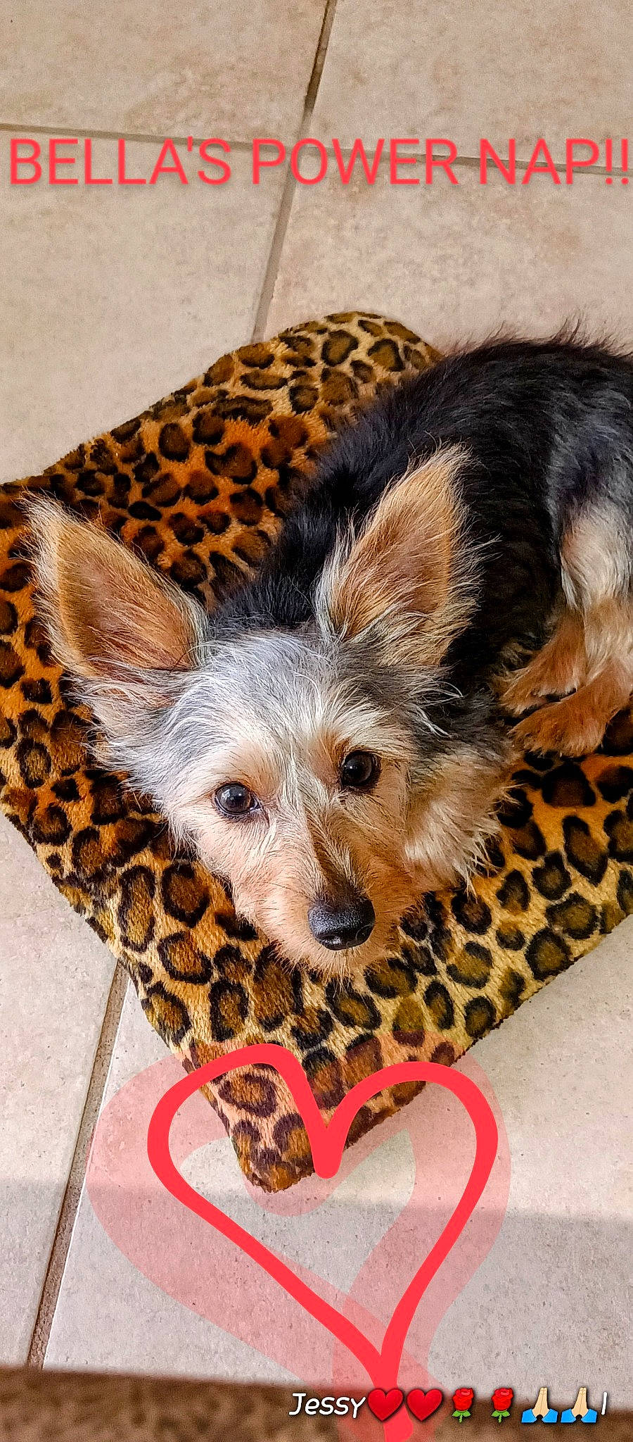 Bella is registered to the contest to win money with this photo: basket, canidae, carnivore, companion_dog, dog, dog_breed, dog_supply, fawn, felidae, fur, pattern, paw, pet_supply, snout, sporting_group, terrestrial_animal, toy_dog, whiskers, wicker, wildlife