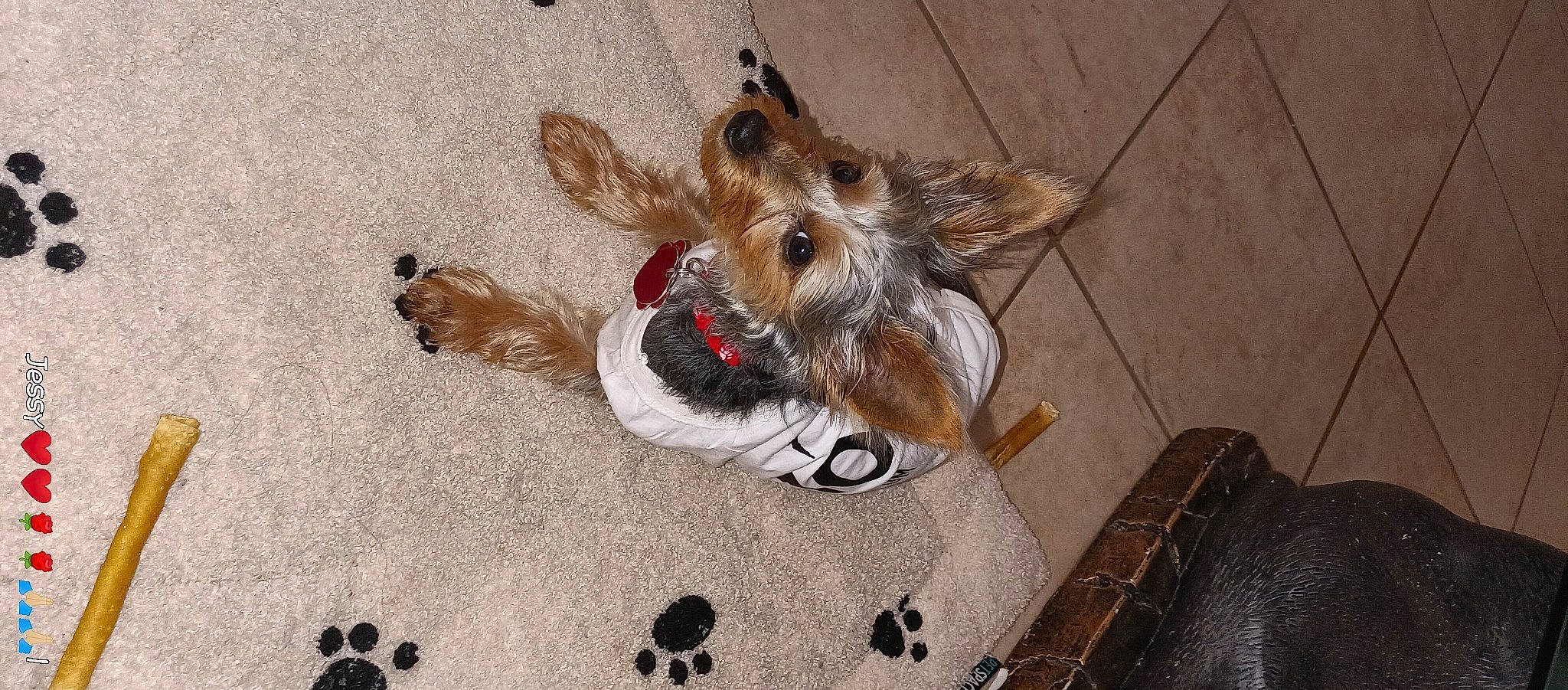 Bella joined the competition — help win amazing prizes! bag, carnivore, collar, companion_dog, dog, dog_breed, dog_clothes, dog_supply, flooring, fur, liver, luggage_and_bags, pattern, paw, pet_supply, small_terrier, tail, terrier, toy_dog, working_animal