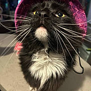 Remington joined the competition — help win amazing prizes! cat, black_cat, white_fur, pink_hat, whiskers, close_up, indoor, curious, fluffy, pet, animal, yellow_eyes, feline, portrait, cute, domestic_cat, looking_up, soft_lighting, hat, playful