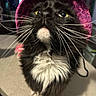 cat, black_cat, white_fur, pink_hat, whiskers, close_up, indoor, curious, fluffy, pet, animal, yellow_eyes, feline, portrait, cute, domestic_cat, looking_up, soft_lighting, hat, playful
