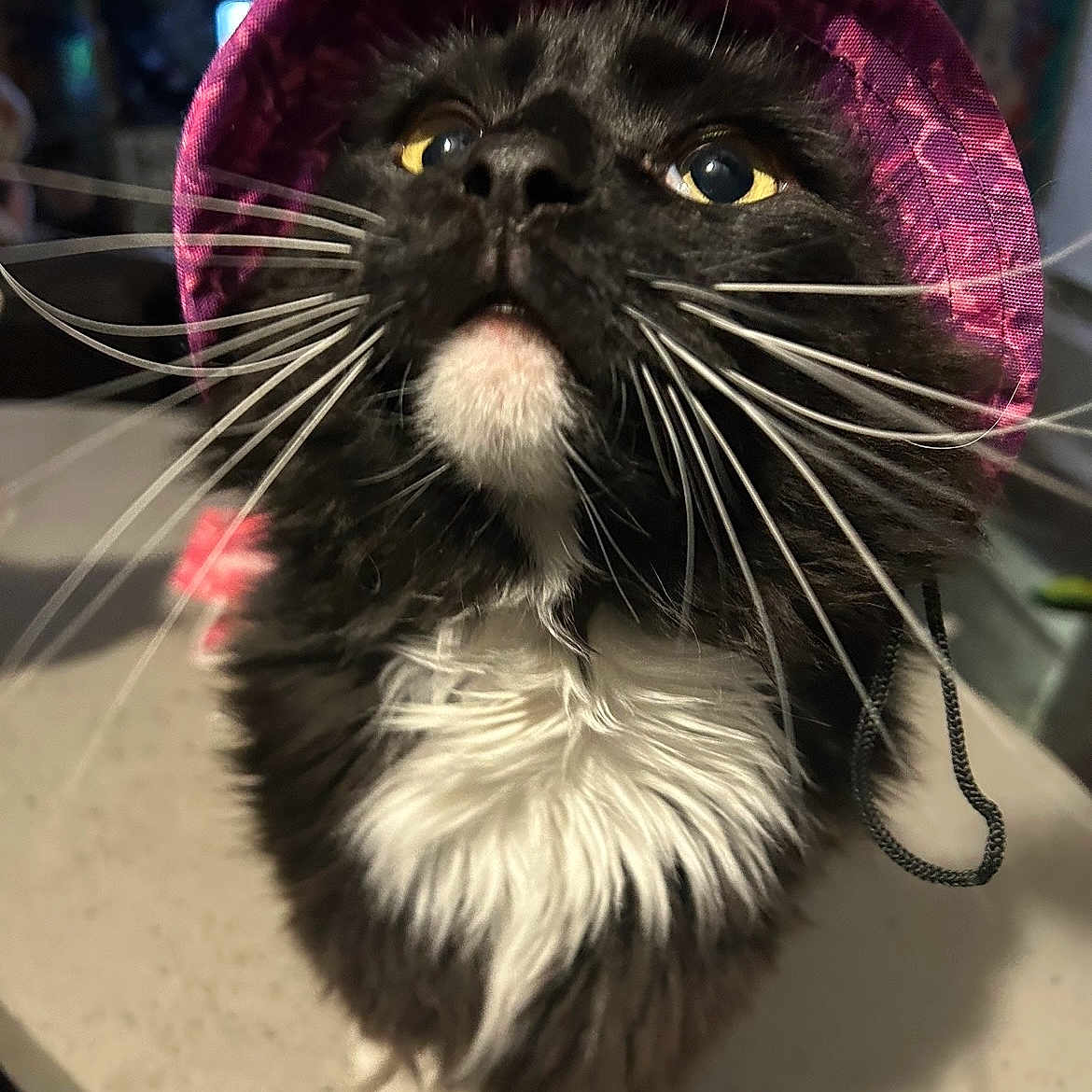 Remington joined the competition — help win amazing prizes! cat, black_cat, white_fur, pink_hat, whiskers, close_up, indoor, curious, fluffy, pet, animal, yellow_eyes, feline, portrait, cute, domestic_cat, looking_up, soft_lighting, hat, playful