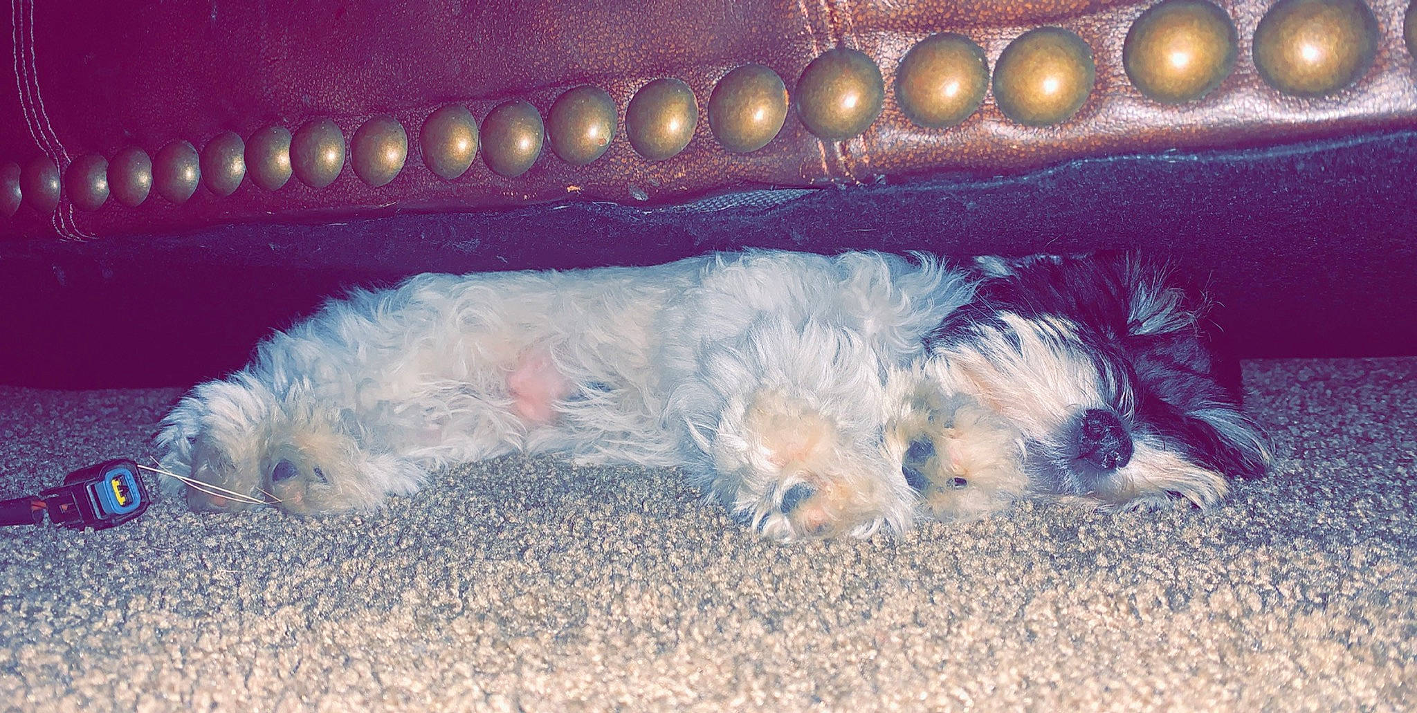 Millie Mae is registered to the contest to win money with this photo: cairn_terrier, canidae, carnivore, dog, dog_breed, glen_of_imaal_terrier, lhasa_apso, maltese, morkie, puppy, schnoodle, shih_tzu, sporting_lucas_terrier, terrier, toy_dog, west_highland_white_terrier