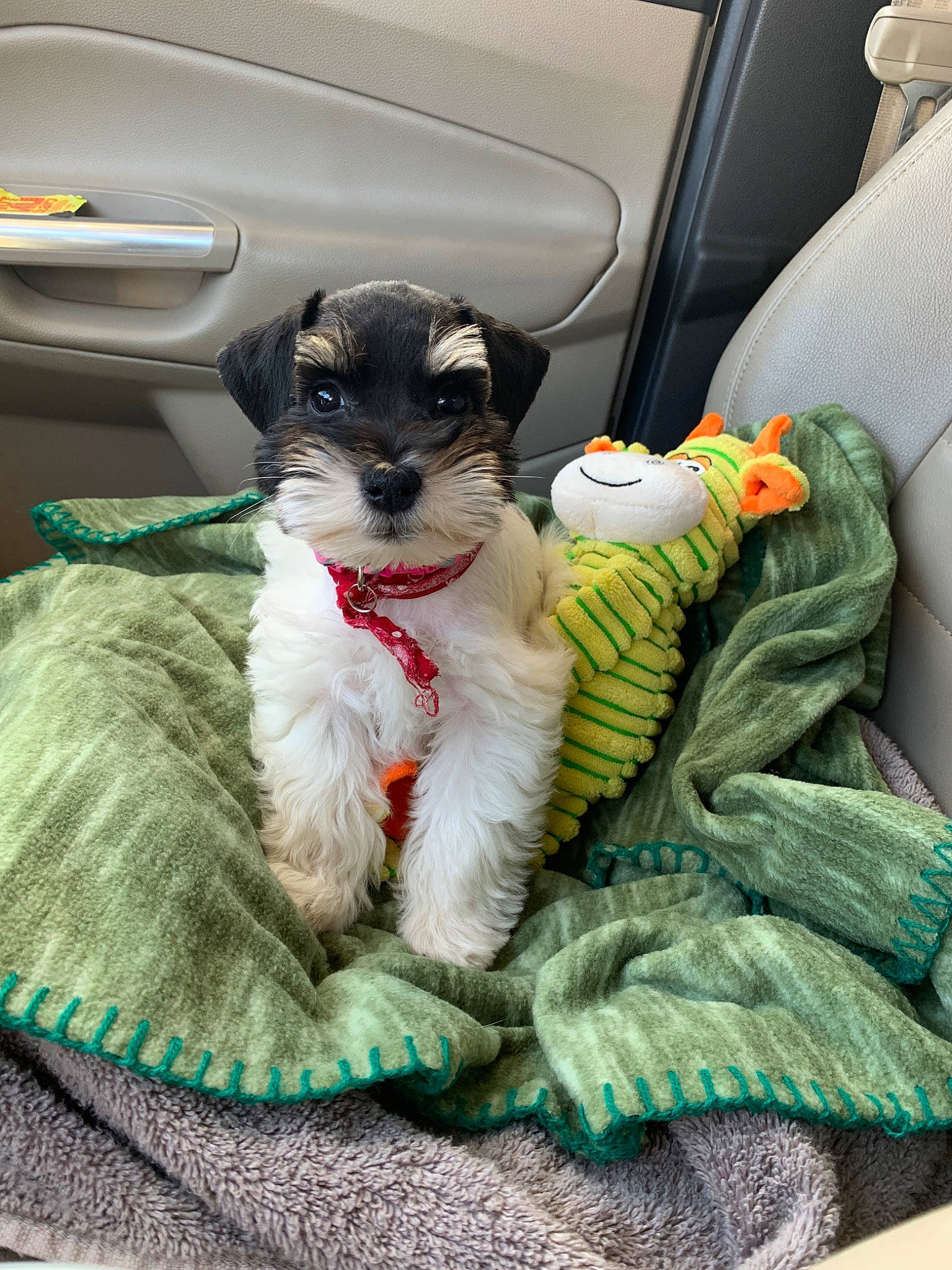 Millie Mae is registered to the contest to win money with this photo: canidae, carnivore, companion_dog, dog, dog_breed, fox_terrier, mammal, miniature_schnauzer, puppy, schnauzer, schnoodle, standard_schnauzer, terrier, vertebrate