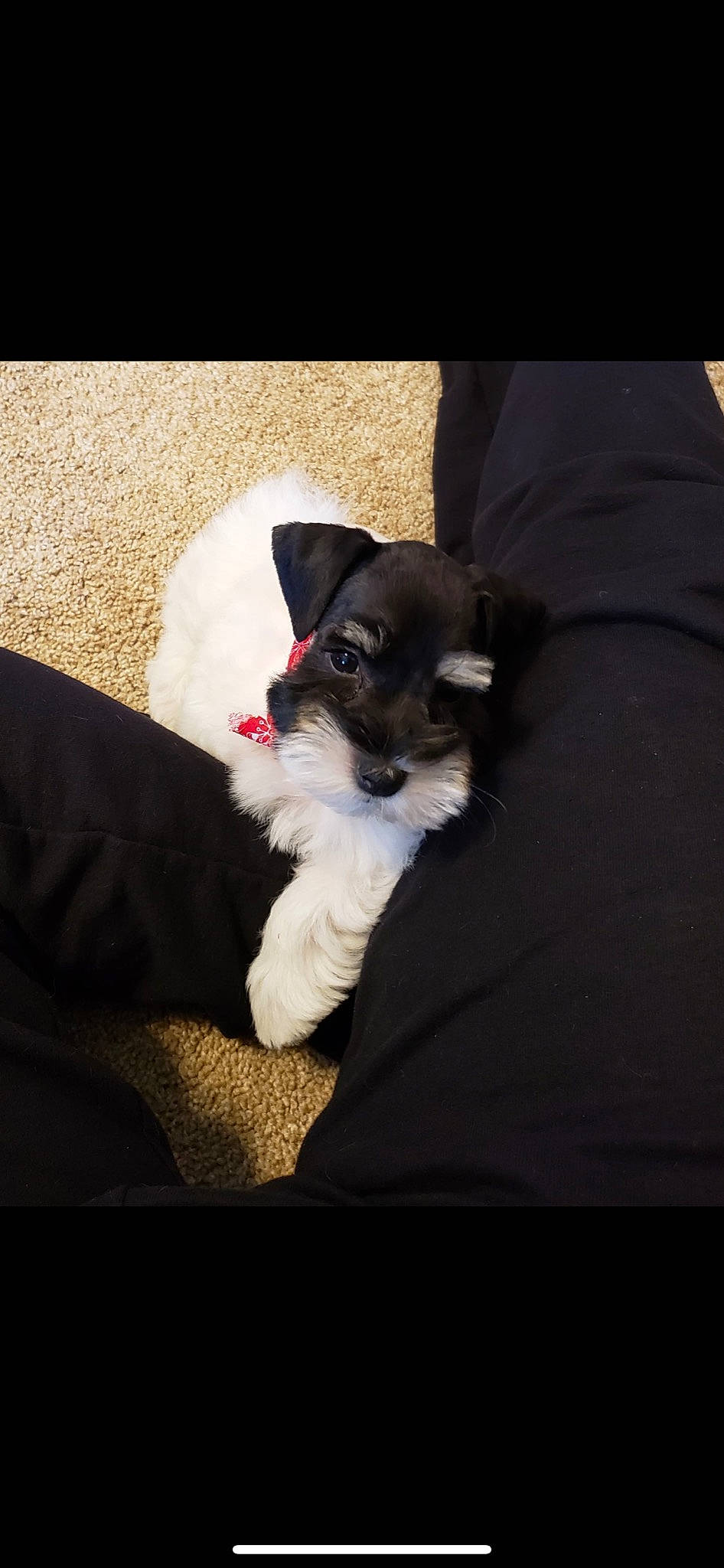 Millie Mae is registered to the contest to win money with this photo: canidae, carnivore, companion_dog, dog, dog_breed, mammal, miniature_schnauzer, morkie, puppy, puppy_love, rare_breed_dog, schnauzer, schnoodle, snout, sporting_group, terrier, vertebrate