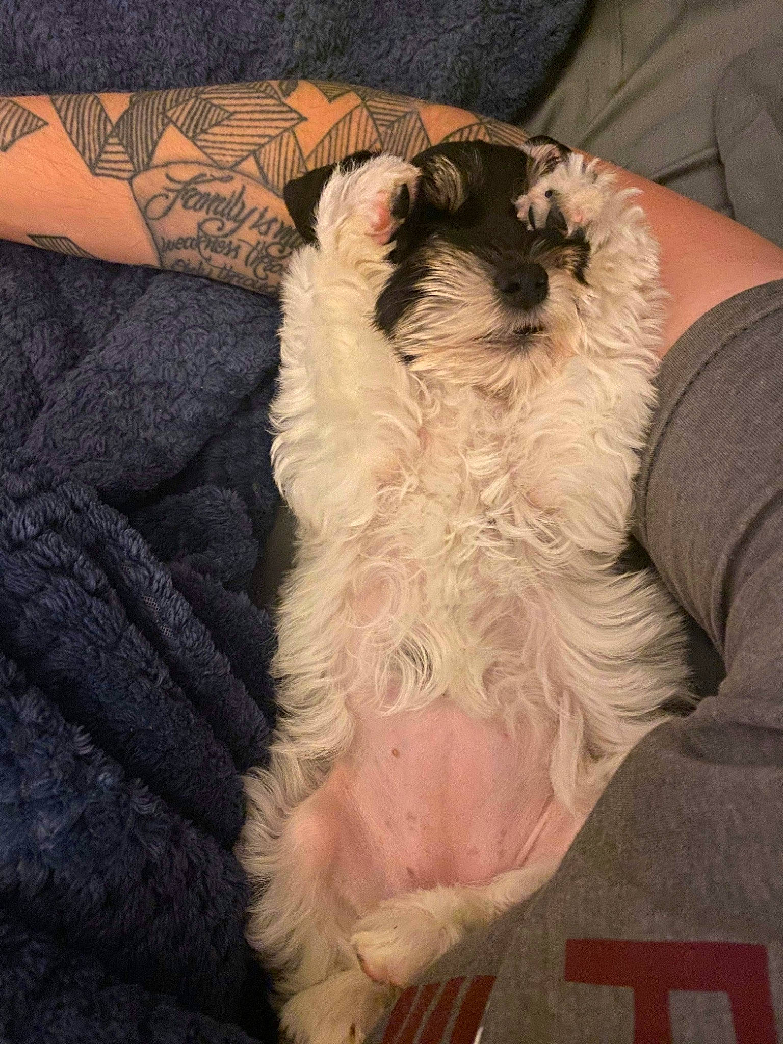 Millie Mae joined the competition — help win amazing prizes! canidae, carnivore, cat, companion_dog, dog, dog_breed, felidae, fur, puppy, ragdoll, schnoodle, small_to_medium_sized_cats, whiskers