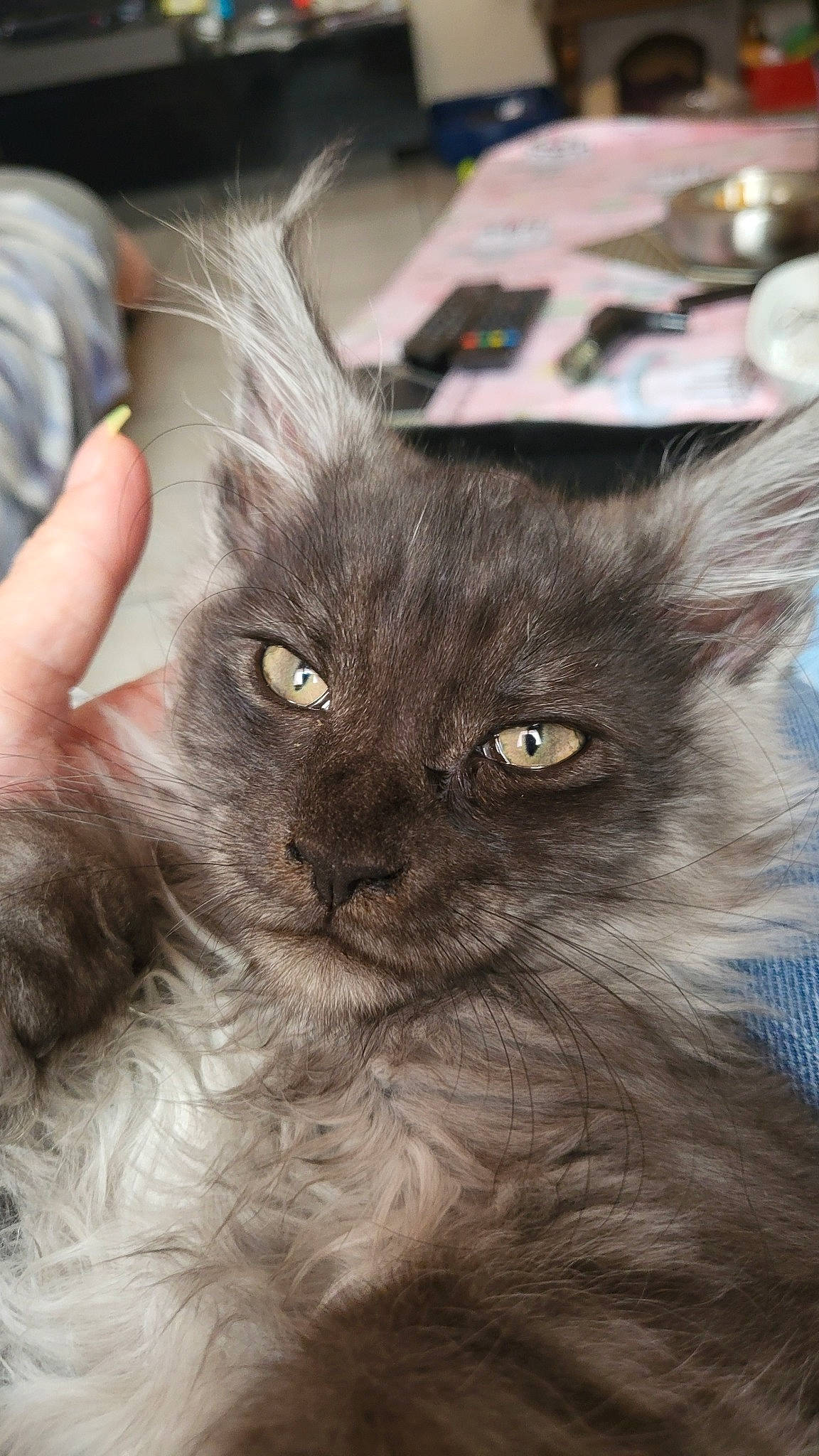 Vegeta a rejoint le concours — aidez-le/la à gagner de superbes lots ! black_cat, british_longhair, carnivore, cat, claw, domestic_short_haired_cat, ear, fawn, felidae, fur, iris, nail, ragdoll, small_to_medium_sized_cats, snout, terrestrial_animal, whiskers, working_animal