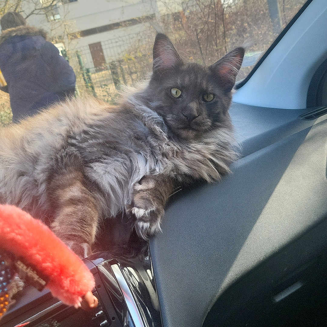 Vegeta participe au concours pour gagner de l'argent avec cette photo : adult, alloywheel, animal, car, carwheel, cat, cushion, female, homedecor, licenseplate, machine, manx, person, pet, spoke, tire, transportation, vehicle, wheel, woman