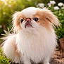 dog, small_dog, japanese_chin, long_hair, fluffy, white_fur, cream_fur, portrait, outdoor, garden, flowers, sunlight, greenery, pet, canine, sitting, paws, expressive_face, closeup, shallow_depth_of_field