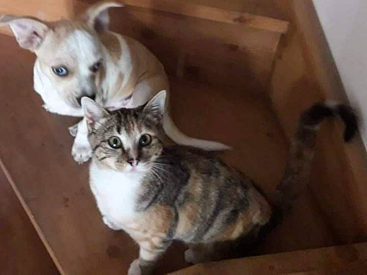 Tigrou a rejoint le concours — aidez-le/la à gagner de superbes lots ! carnivore, cat, comfort, companion_dog, dog, domestic_short_haired_cat, fawn, felidae, fur, hardwood, paw, pet_supply, photo_caption, small_to_medium_sized_cats, snout, tail, toy_dog, whiskers, wood, working_animal