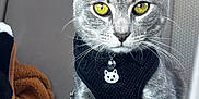 Neyo joined the competition — help win amazing prizes! alert, animal, bell, blanket, car_interior, cat, close_up, cute, domestic_cat, feline, gray_tabby, harness, indoor, leash, pet, portrait, seat, whiskers, yellow_eyes, young_cat