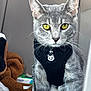 alert, animal, bell, blanket, car_interior, cat, close_up, cute, domestic_cat, feline, gray_tabby, harness, indoor, leash, pet, portrait, seat, whiskers, yellow_eyes, young_cat