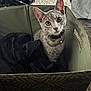 Neyo joined the competition — help win amazing prizes! animal, bell, carpet, cat, clothing, collar, curious, cute, domestic_animal, ears, fabric, feline, gray_tabby, household, indoor, looking_up, pet, sitting, storage_bin, whiskers