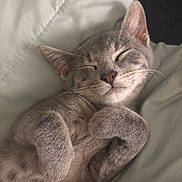Neyo joined the competition — help win amazing prizes! adorable, animal, blanket, closeup, cozy, cute, domestic_cat, fur, gray_cat, indoor, kitten, paws, peaceful, pet, relaxed, resting, sleeping, soft, whiskers, young_cat