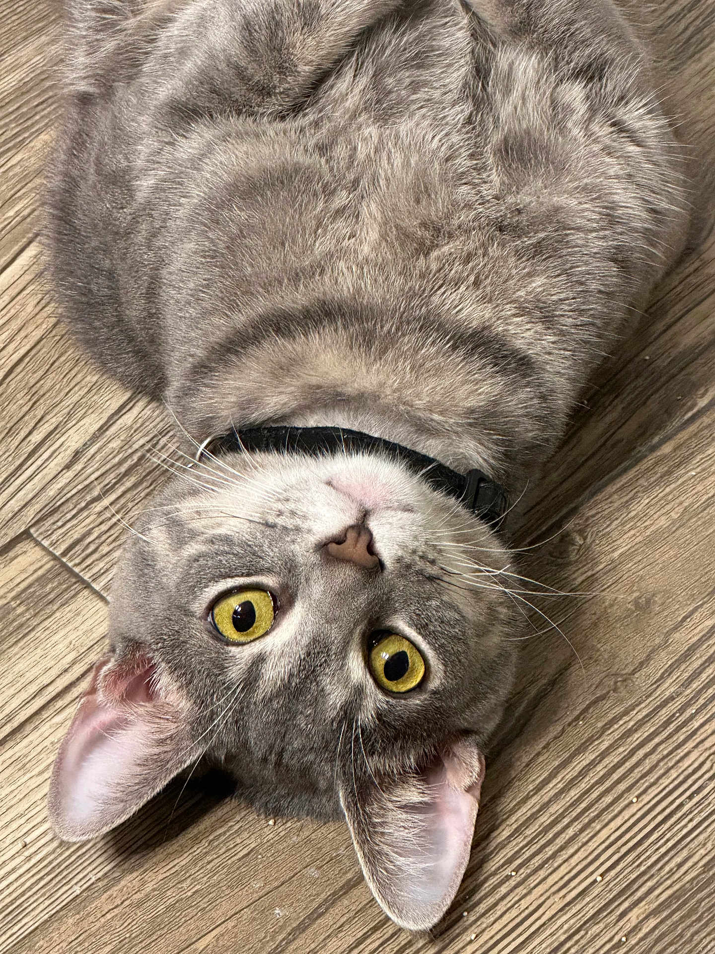 Neyo joined the competition — help win amazing prizes! animal, cat, closeup, collar, curious, cute, domestic, ears, floor, fur, gray, indoor, mammal, pet, portrait, tabby, upside_down, whiskers, wooden_floor, yellow_eyes