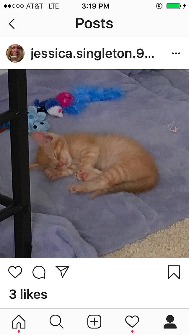 Pixie joined the competition — help win amazing prizes! adaptation, carnivore, cat, felidae, kitten, nap, organism, photo_caption, photography, sleep, small_to_medium_sized_cats, tail, whiskers