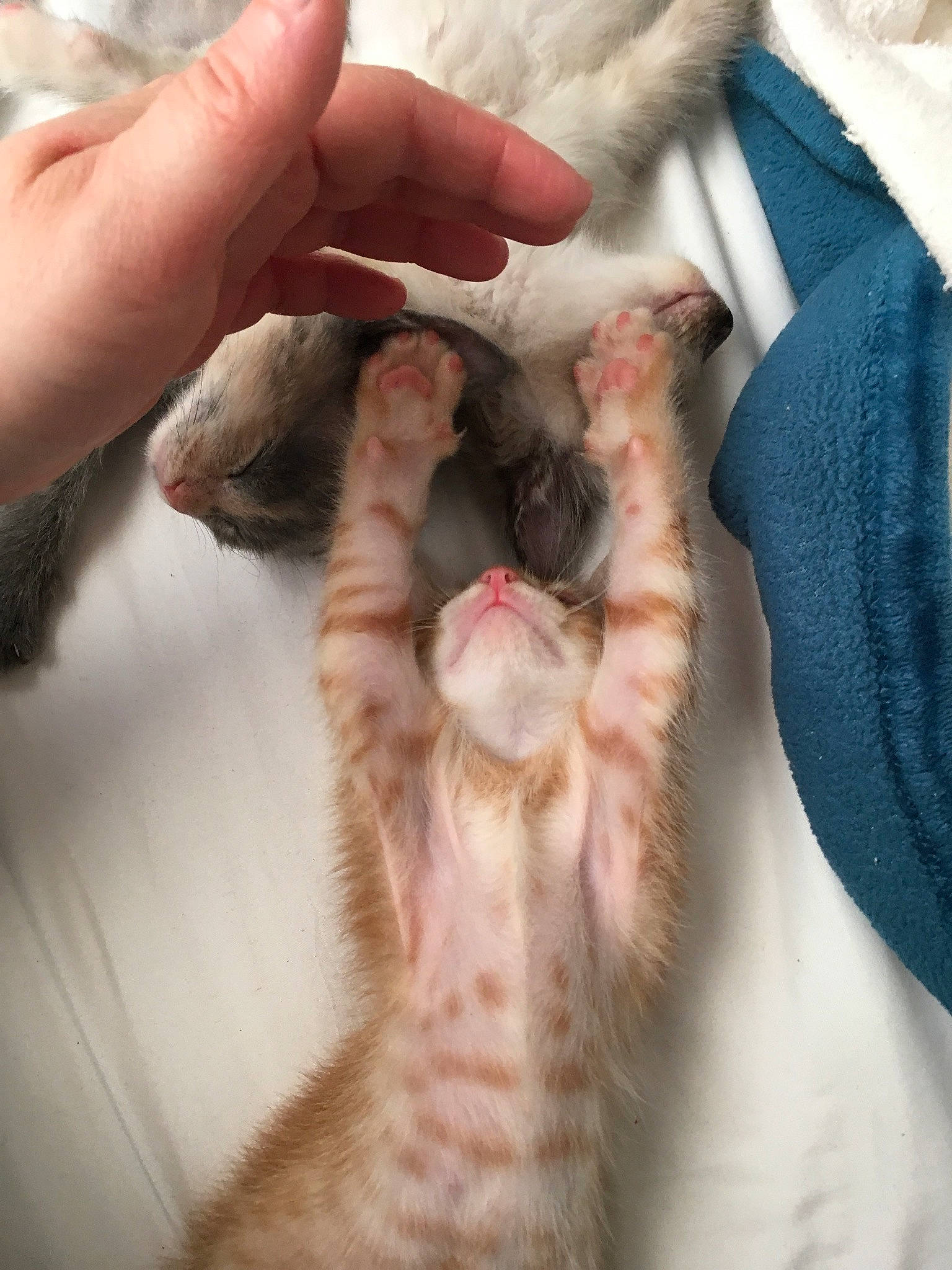 Pixie joined the competition — help win amazing prizes! balinese, carnivore, cat, claw, ear, fawn, felidae, fur, german_rex, kitten, nail, paw, polydactyl_cat, small_to_medium_sized_cats, whiskers