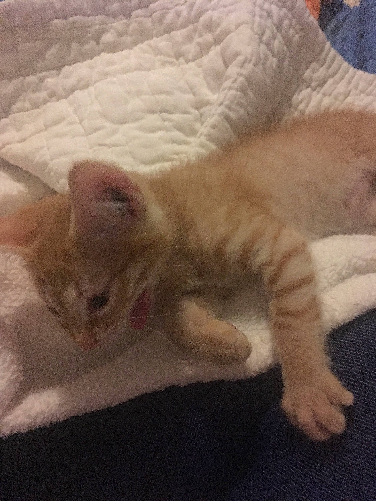 Pixie joined the competition — help win amazing prizes! asian, australian_mist, burmilla, carnivore, cat, colorpoint_shorthair, european_shorthair, fawn, felidae, fur, german_rex, kitten, mammal, oriental_longhair, polydactyl_cat, small_to_medium_sized_cats, tail, turkish_angora, turkish_van, whiskers