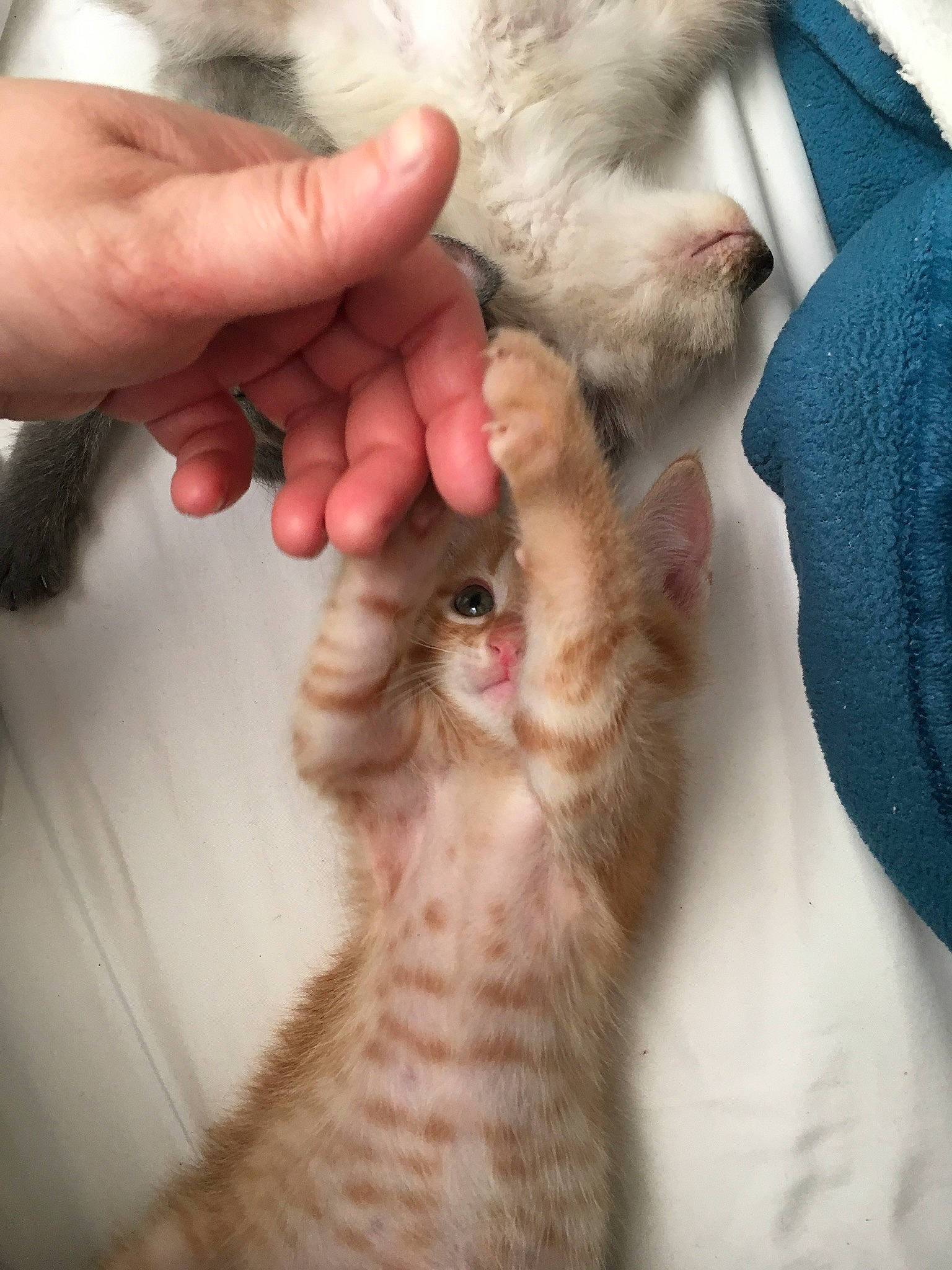 Pixie joined the competition — help win amazing prizes! carnivore, cat, claw, cornish_rex, fawn, felidae, fur, german_rex, kitten, nail, paw, polydactyl_cat, ragdoll, small_to_medium_sized_cats, whiskers