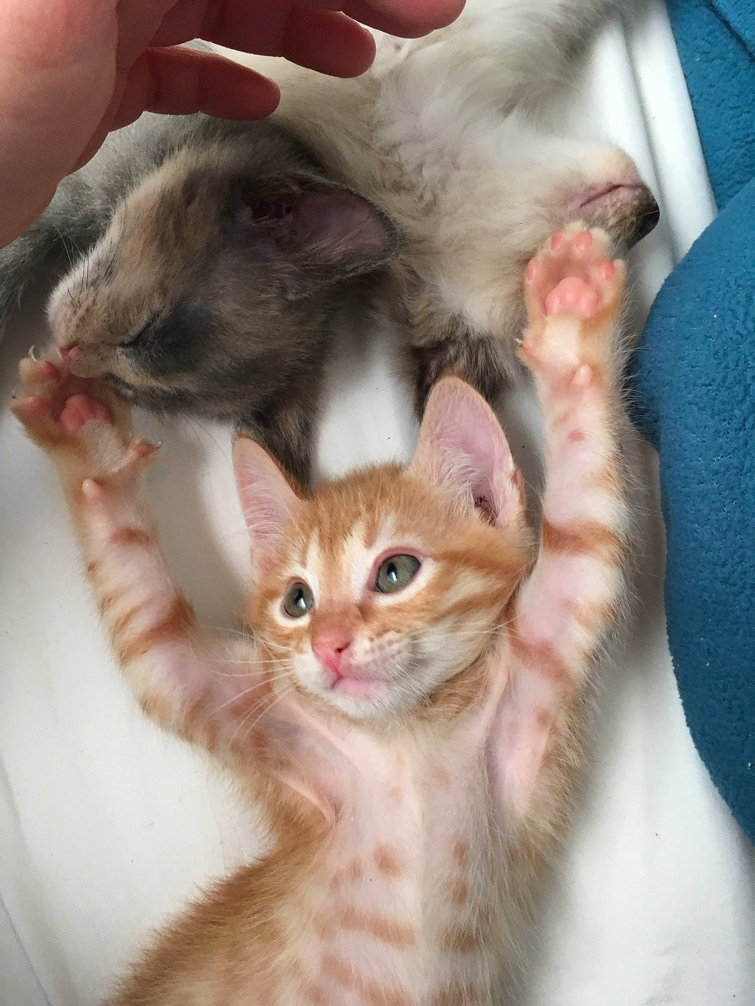 Pixie is registered to the contest to win money with this photo: aegean_cat, american_curl, american_wirehair, arabian_mau, asian, australian_mist, burmilla, carnivore, cat, european_shorthair, fawn, felidae, german_rex, kitten, mammal, oriental_longhair, singapura, small_to_medium_sized_cats, vertebrate, whiskers