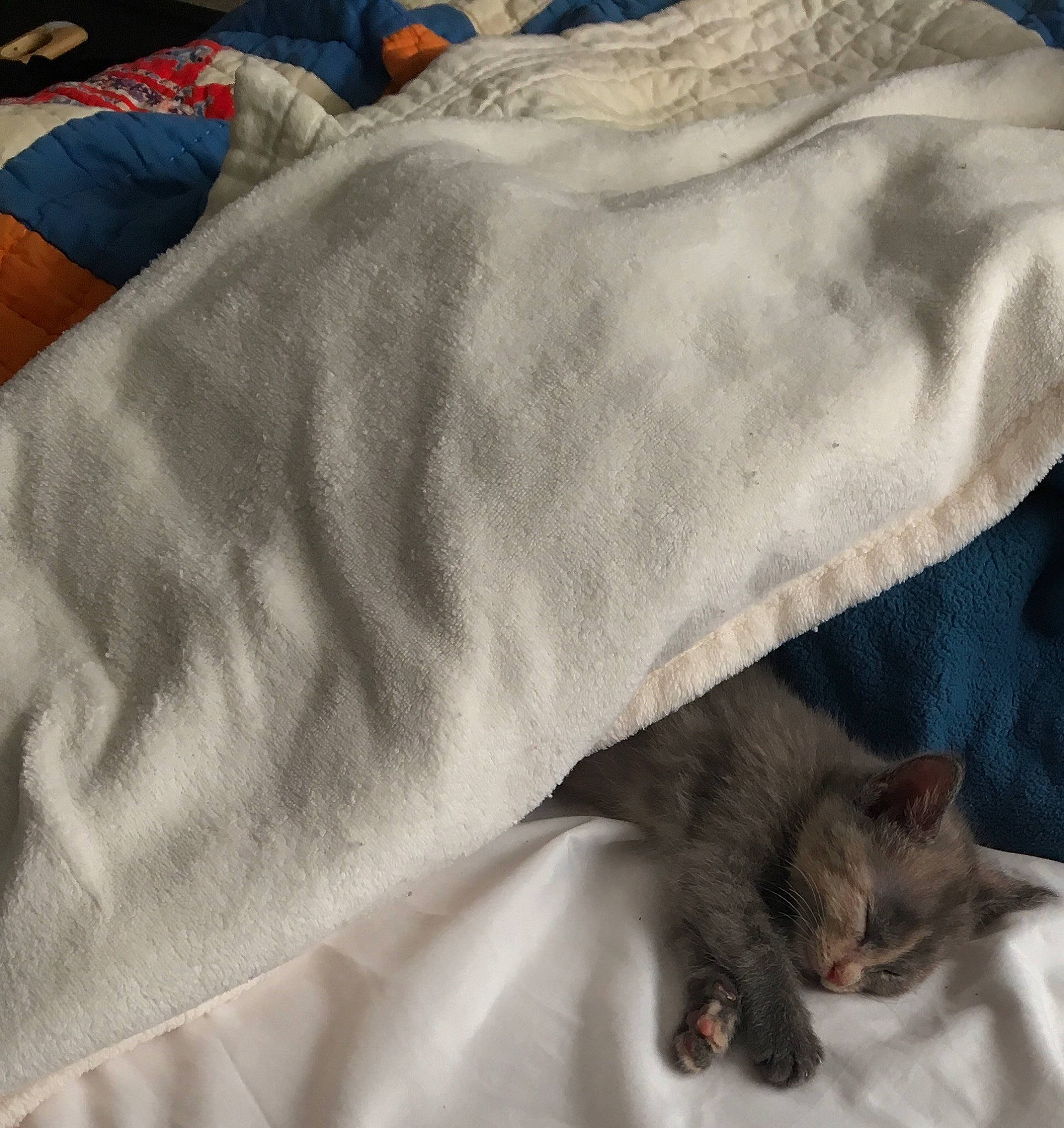 Thumbleina is registered to the contest to win money with this photo: asian, blanket, carnivore, cat, domestic_short_haired_cat, european_shorthair, felidae, fur, nap, sleep, small_to_medium_sized_cats, whiskers