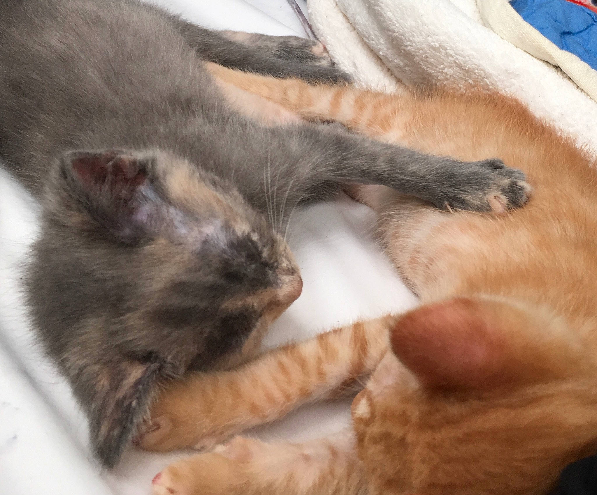 Thumbleina joined the competition — help win amazing prizes! burmese, carnivore, cat, claw, domestic_short_haired_cat, ear, european_shorthair, fawn, felidae, fur, kitten, korat, nap, nebelung, oriental_longhair, paw, polydactyl_cat, sleep, small_to_medium_sized_cats, whiskers