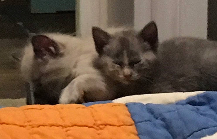 Thumbleina is registered to the contest to win money with this photo: asian, balinese, birman, burmese, carnivore, cat, domestic_long_haired_cat, domestic_short_haired_cat, felidae, kitten, korat, mammal, nebelung, polydactyl_cat, ragdoll, small_to_medium_sized_cats, snout, thai, vertebrate, whiskers