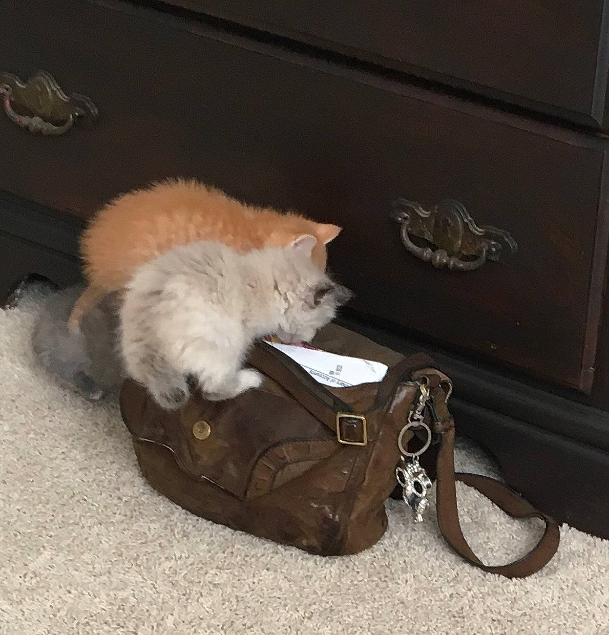 Marshmellow joined the competition — help win amazing prizes! carnivore, cat, claw, domestic_long_haired_cat, fawn, felidae, footwear, fur, shoe, small_to_medium_sized_cats, tail, whiskers