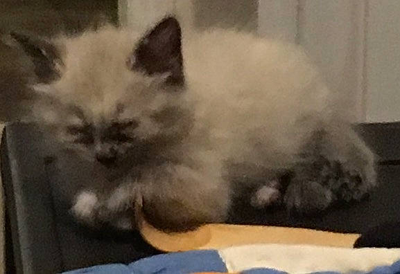 Marshmellow joined the competition — help win amazing prizes! asian_semi_longhair, balinese, birman, british_semi_longhair, carnivore, cat, domestic_long_haired_cat, fawn, felidae, himalayan, kitten, mammal, napoleon_cat, persian, ragamuffin, ragdoll, siberian, small_to_medium_sized_cats, vertebrate, whiskers