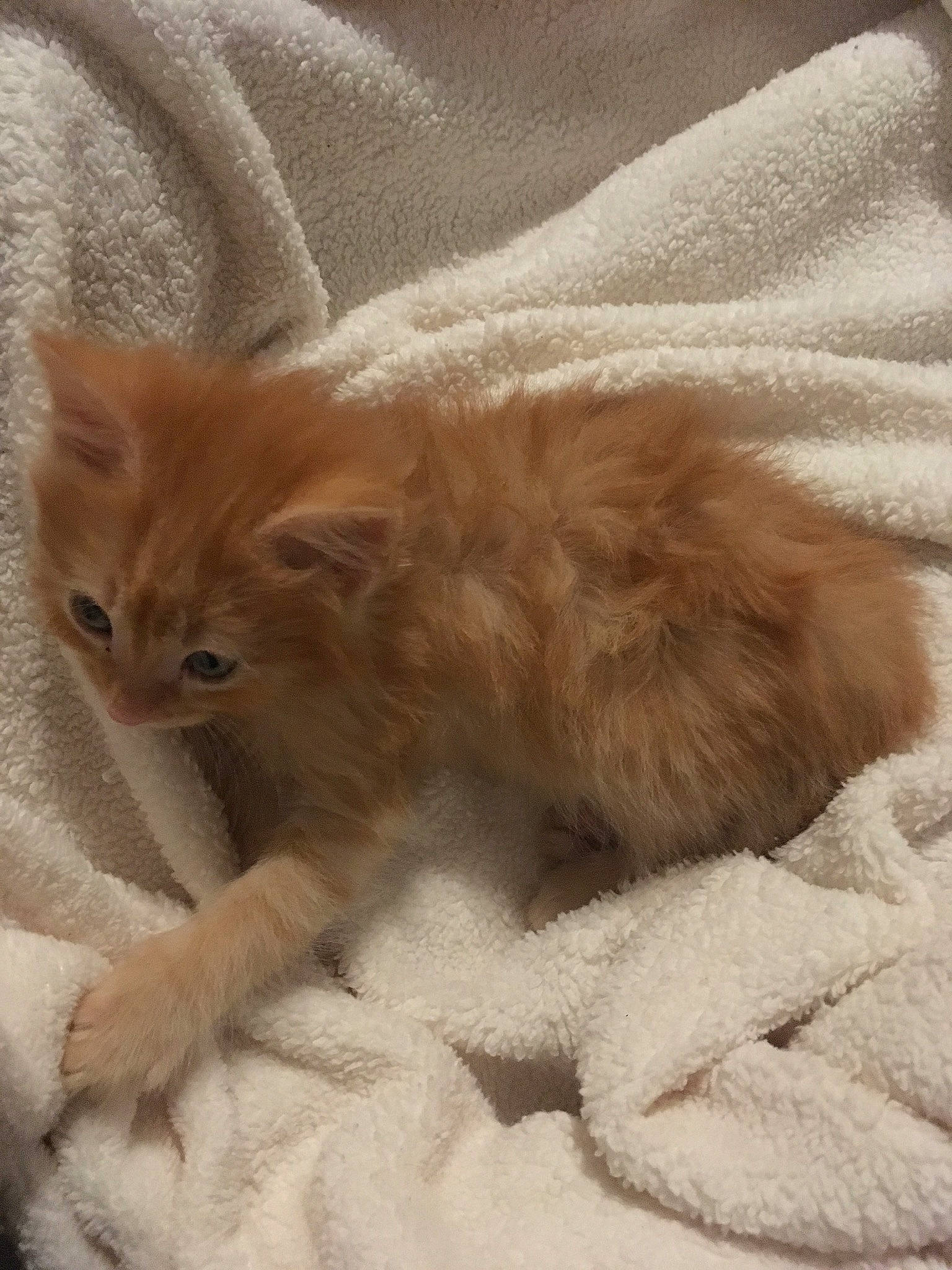 Copper is registered to the contest to win money with this photo: asian, asian_semi_longhair, british_longhair, british_semi_longhair, carnivore, cat, claw, domestic_long_haired_cat, fawn, felidae, fur, kitten, mammal, norwegian_forest_cat, persian, ragamuffin, small_to_medium_sized_cats, somali, tail, whiskers