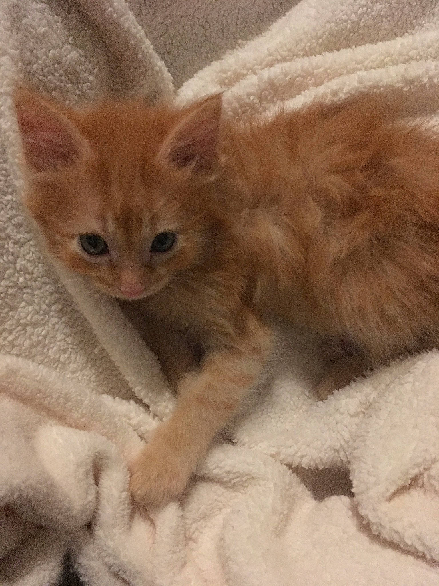 Copper joined the competition — help win amazing prizes! arabian_mau, asian, british_semi_longhair, carnivore, cat, claw, domestic_long_haired_cat, domestic_short_haired_cat, fawn, felidae, fur, german_rex, kitten, mammal, ojos_azules, polydactyl_cat, small_to_medium_sized_cats, somali, turkish_angora, whiskers