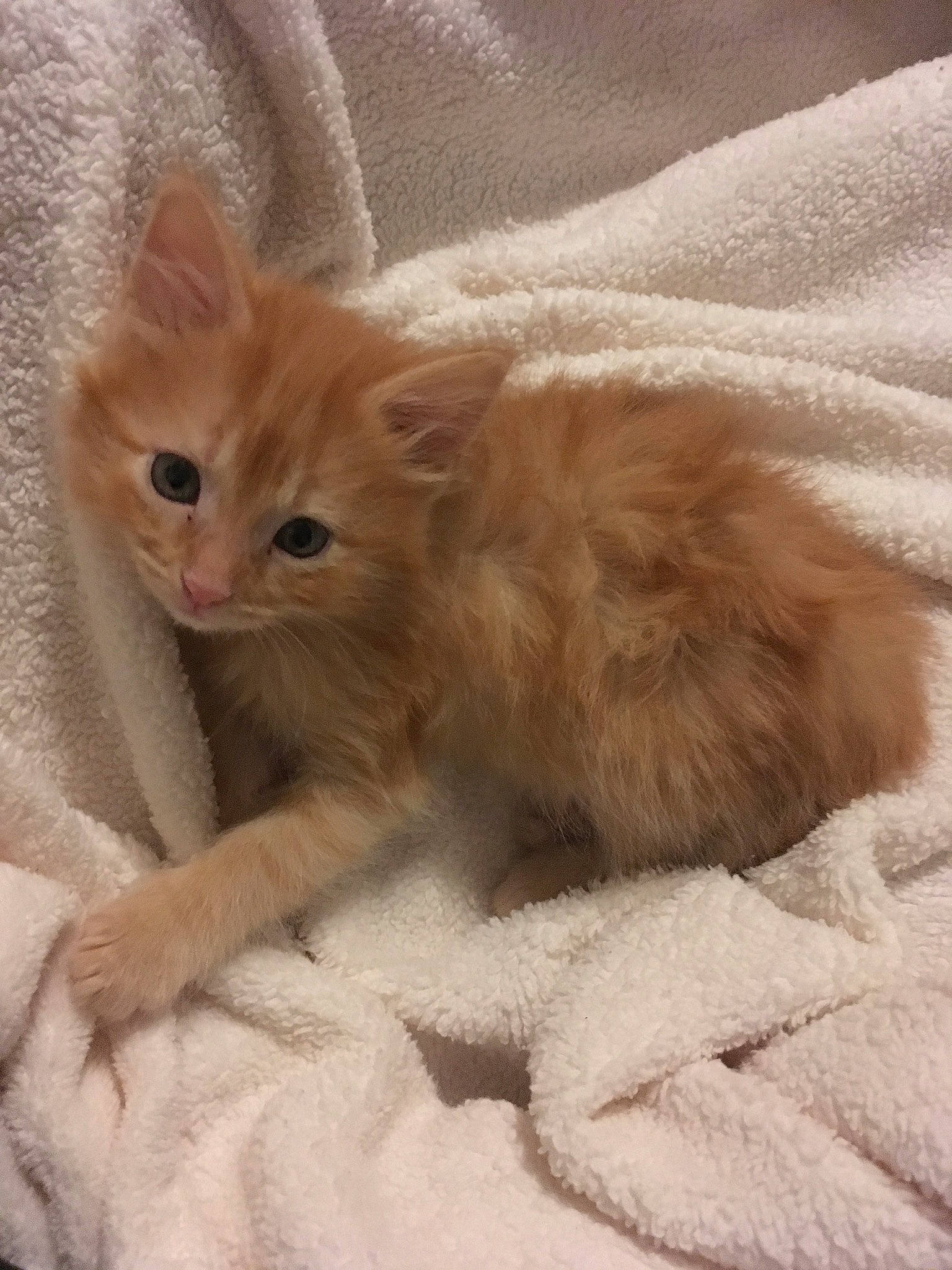 Copper is registered to the contest to win money with this photo: asian_semi_longhair, british_longhair, british_semi_longhair, carnivore, cat, domestic_long_haired_cat, eye, fawn, felidae, fur, kitten, mammal, norwegian_forest_cat, persian, ragamuffin, small_to_medium_sized_cats, tail, turkish_angora, vertebrate, whiskers