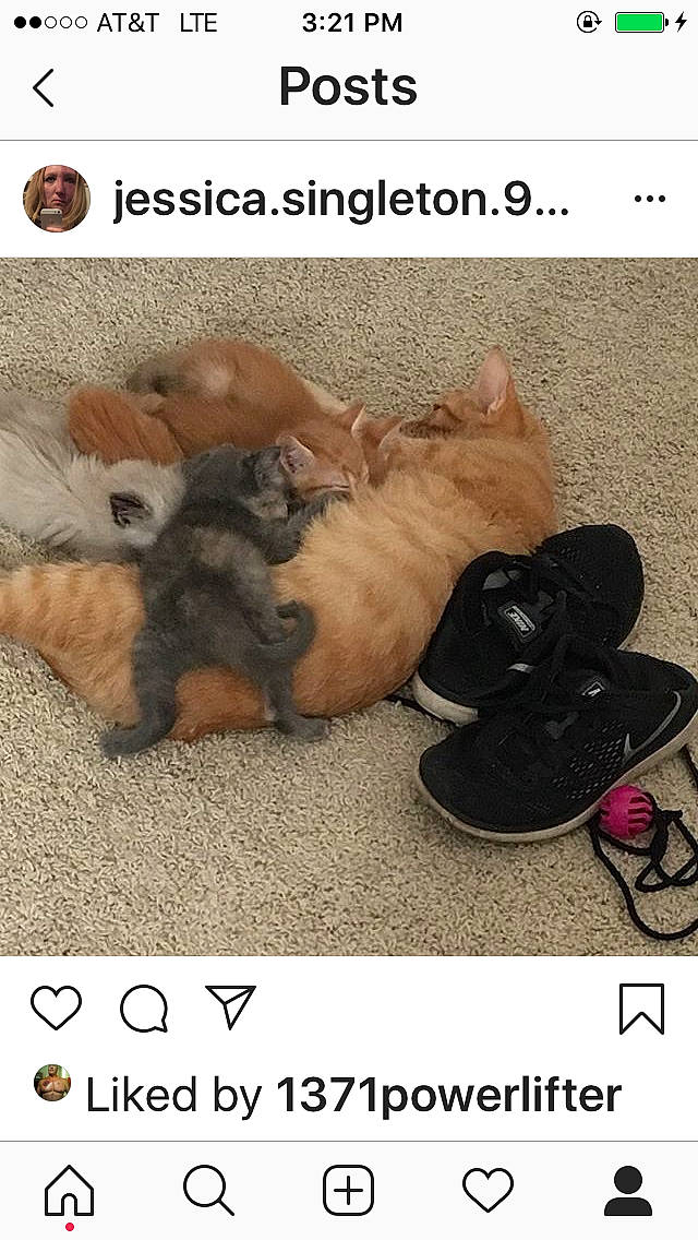 Ruby is registered to the contest to win money with this photo: canidae, carnivore, cat, companion_dog, dog_breed, fawn, felidae, font, footwear, kitten, paw, photo_caption, photography, pomeranian, puppy, shoe, small_to_medium_sized_cats