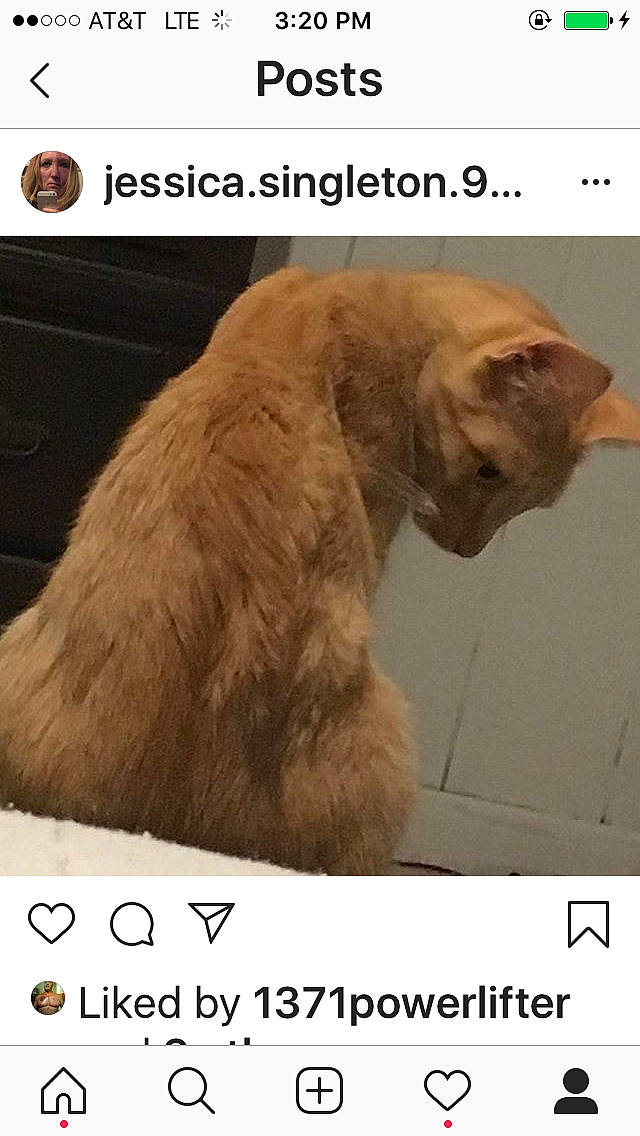 Ruby joined the competition — help win amazing prizes! adaptation, carnivore, cat, felidae, fur, internet_meme, organism, photo_caption, photography, small_to_medium_sized_cats, snout, tail, whiskers