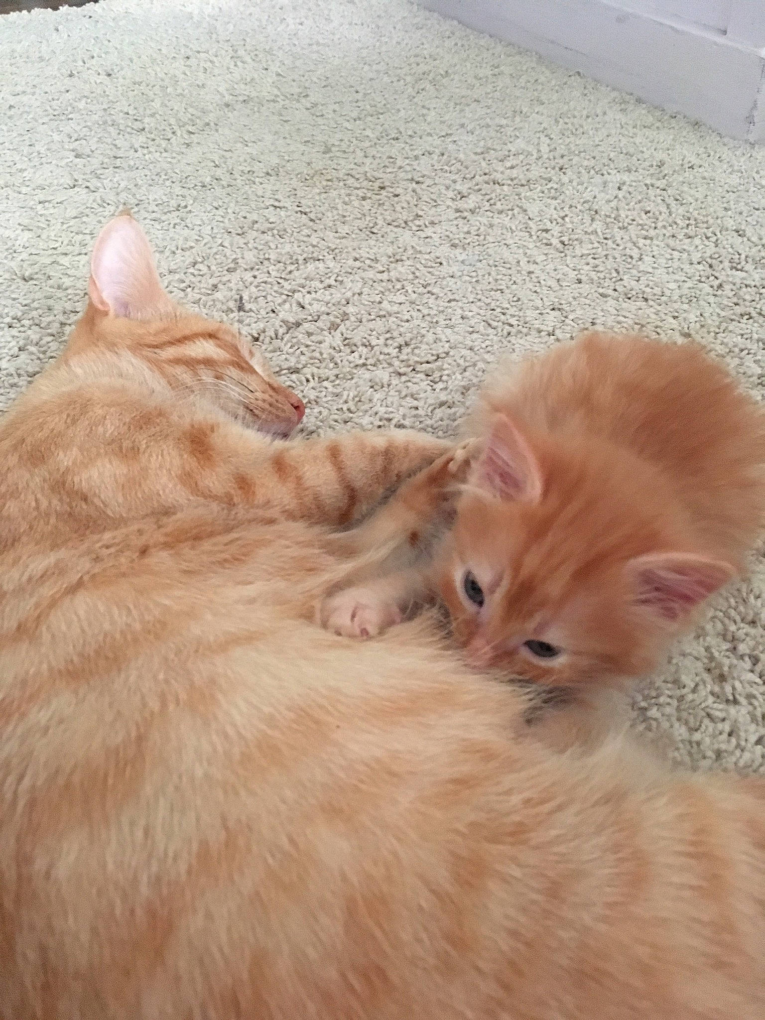 Ruby joined the competition — help win amazing prizes! american_curl, asian_semi_longhair, carnivore, cat, domestic_long_haired_cat, ear, eye, fawn, felidae, fur, kitten, mammal, munchkin, persian, ragamuffin, skin, small_to_medium_sized_cats, tabby_cat, tail, whiskers