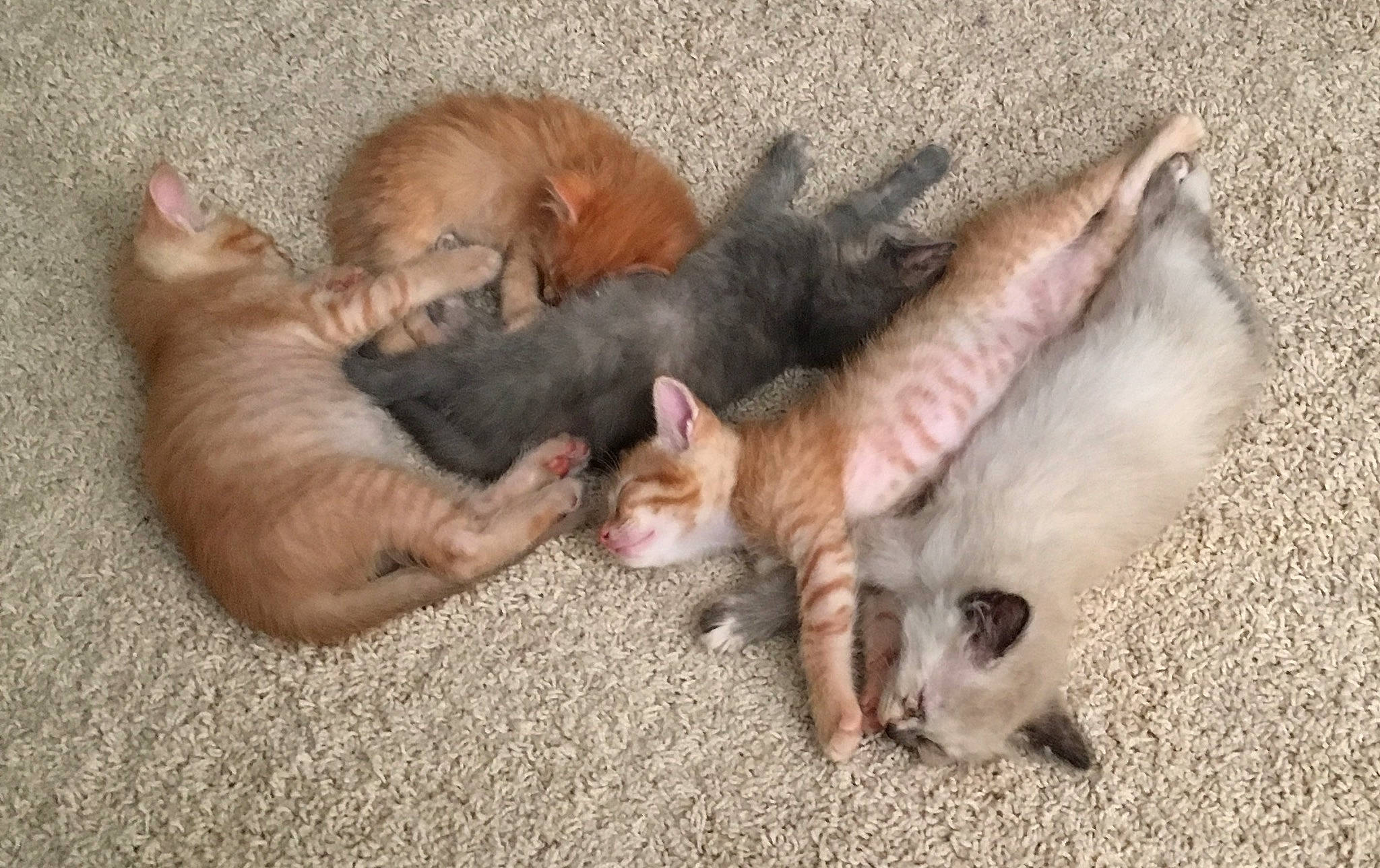 Ruby joined the competition — help win amazing prizes! carnivore, cat, claw, european_shorthair, fawn, felidae, german_rex, kitten, mammal, munchkin, polydactyl_cat, small_to_medium_sized_cats, vertebrate