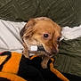 dog, pet, chapstick, blanket, bed, cozy, indoor, brown_dog, small_dog, cute, fur, animal, comfort, rest, pillow, texture, closeup, expression, mouth, playful
