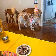 Buttons joined the competition — help win amazing prizes! dog, party_hat, table, yellow_table_runner, plush_toy, plate, treat, wooden_chair, wooden_table, indoor, family_photos, living_room, celebration, small_dog, pet, domestic, fur, happy, festive, home_decor