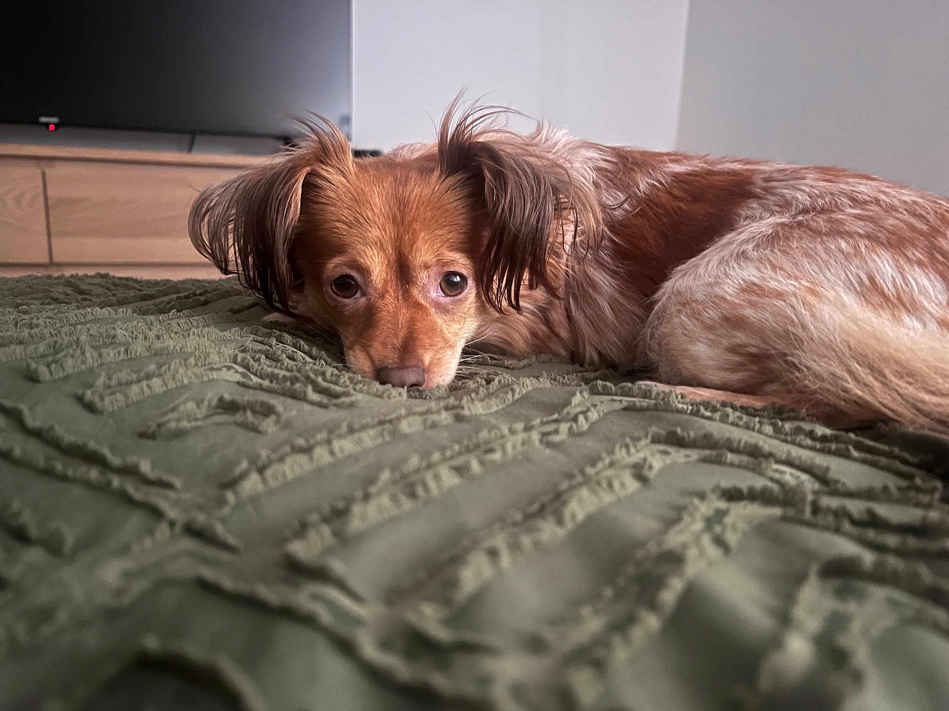 Buttons joined the competition — help win amazing prizes! dog, pet, indoor, lying_down, brown_fur, blanket, textured, television, furniture, wooden, close_up, cute, animal, canine, resting, looking_at_camera, floor, living_room, cozy, domestic
