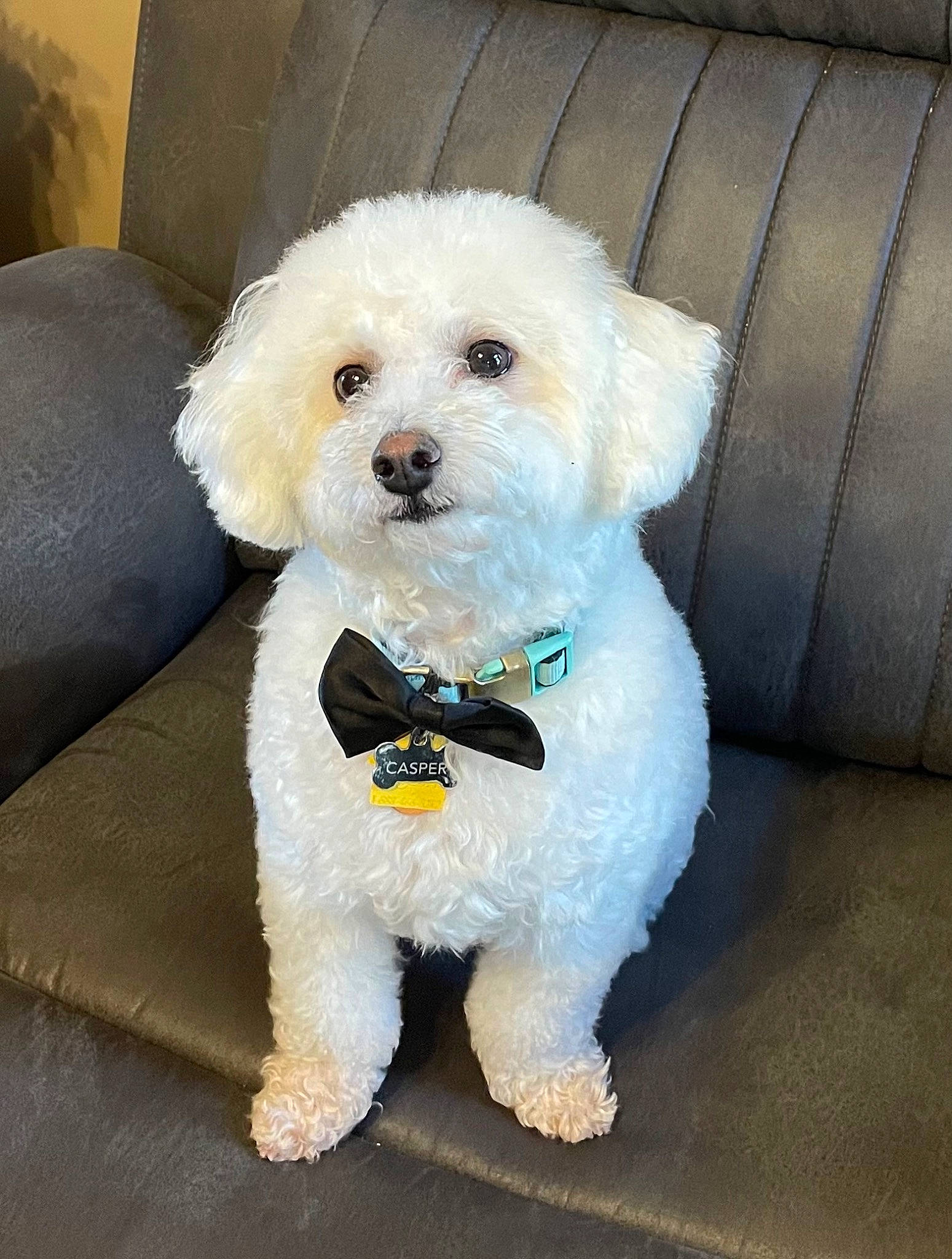Casper joined the competition — help win amazing prizes! canidae, carnivore, companion_dog, couch, dog, dog_breed, dog_collar, fur, labradoodle, maltepoo, poodle, poodle_crossbreed, puppy_love, small_terrier, snout, sporting_group, terrier, toy_dog, water_dog, working_animal
