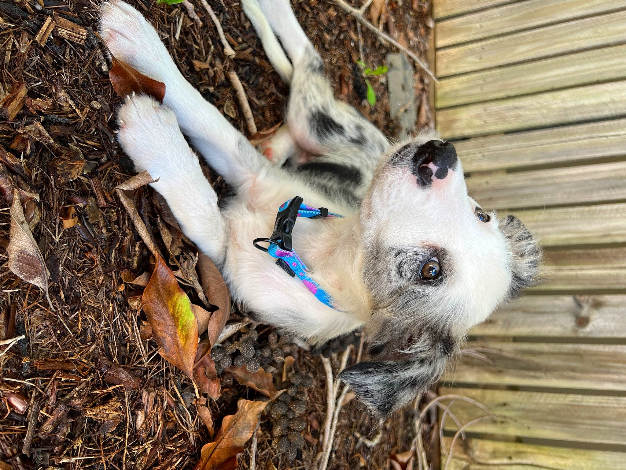 Avery joined the competition — help win amazing prizes! canidae, carnivore, collar, companion_dog, dog, dog_breed, dog_collar, fawn, fur, grass, snout, soil, sporting_group, terrestrial_animal, tree, twig, whiskers, wildlife, wood, working_animal